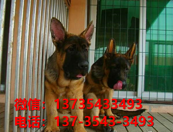 西安狗场卖狗买狗地方在哪有狗市场领养活体宠物狗纯种德牧