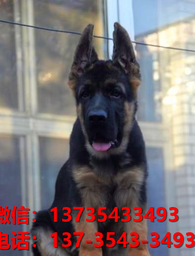 杭州狗场卖狗买狗地方在哪有狗市场领养活体宠