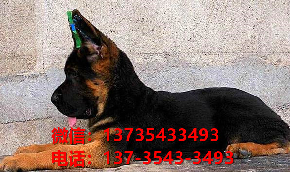 长沙狗场卖狗买狗地方在哪有狗市场领养活体宠物狗纯种德牧