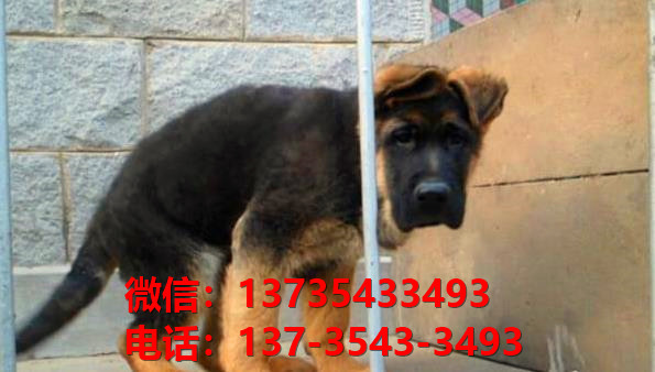 长沙狗场卖狗买狗地方在哪有狗市场领养活体宠物狗纯种德牧