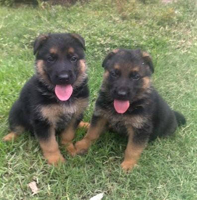 海南买德牧 ?？诼虻履?养犬场德牧出售