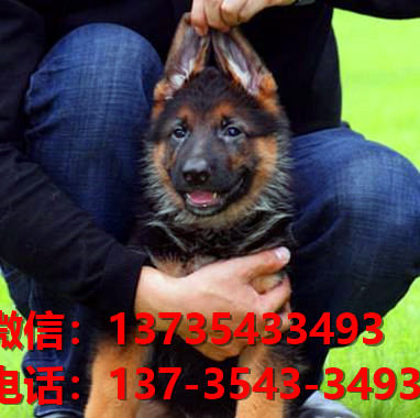 绍兴宠物狗狗犬舍出售纯种德牧黑背幼犬狗市场