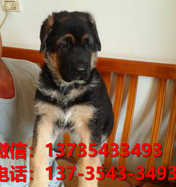 湖州宠物狗狗犬舍出售纯种德牧犬幼犬卖狗买狗地方在哪有狗市场
