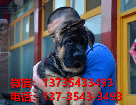 湖州宠物狗狗犬舍出售纯种德牧犬幼犬卖狗买狗地方在哪有狗市场