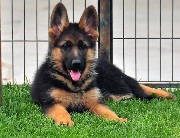 云南文山买德牧 养狗场纯种德牧幼犬出售