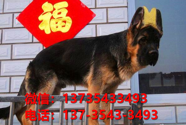 湖州宠物狗狗犬舍出售纯种德牧犬幼犬卖狗买狗