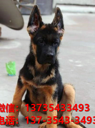 淮北宠物狗狗犬舍出售纯种德牧犬卖狗地方在哪里有狗市场买狗