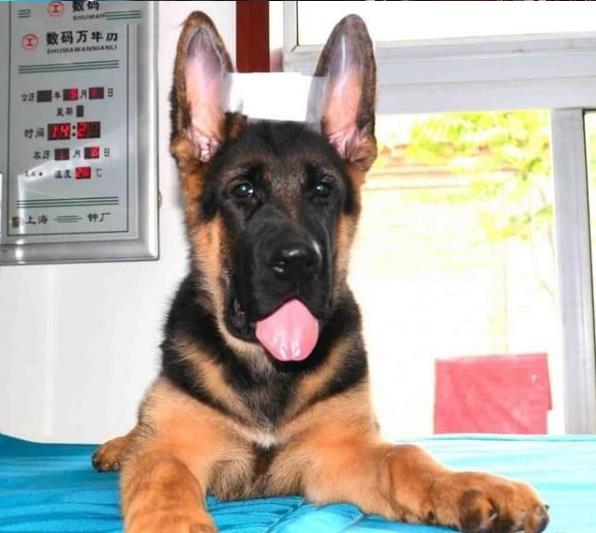 漳州宠物狗狗犬舍出售纯种德牧黑背幼犬卖狗买