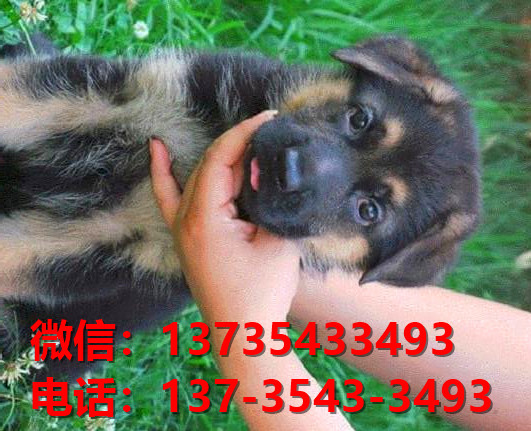 厦门宠物狗狗犬舍出售纯种黑背德牧犬卖狗买狗地方在网上哪里有狗市场