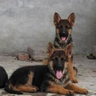 红河州泸西德牧德国牧羊犬常年出售
