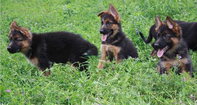 南宁卖德牧南宁犬舍长期出售纯种德牧