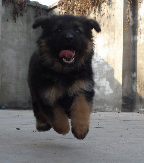 文山哪里买德牧 西畴县哪里买德牧 云南狗场