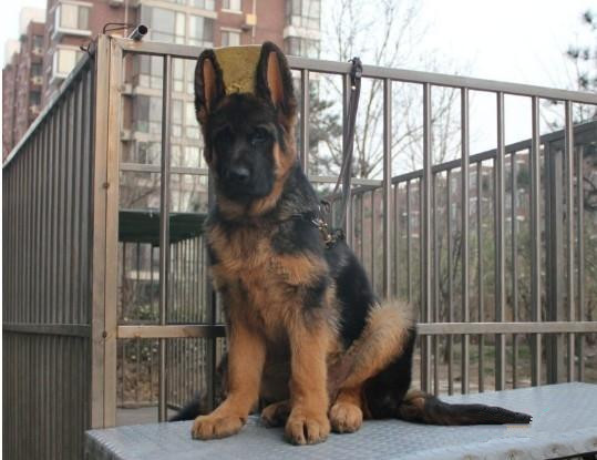 佛山哪里有卖德国牧羊犬 佛山德牧犬一只多少钱 可送货