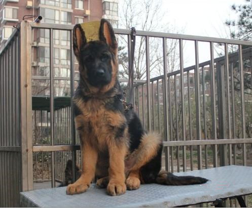 佛山哪里有卖德国牧羊犬 佛山德牧犬一只多少钱 可送货