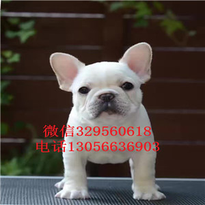 江西萍乡出售一道筋法斗黑色法斗血统纯正