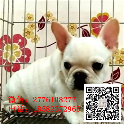 辽阳哪里有斗牛犬出售 斗牛价格是好多