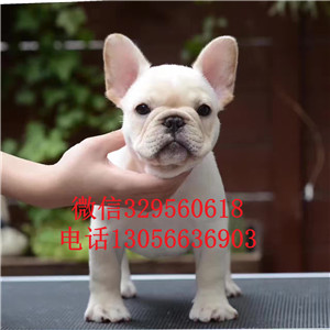 山西晋中哪里能买到法斗精品法国斗牛犬奶油色法斗疫苗齐全