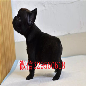 白山哪里有卖的长期出售纯种法斗纯种法斗幼犬