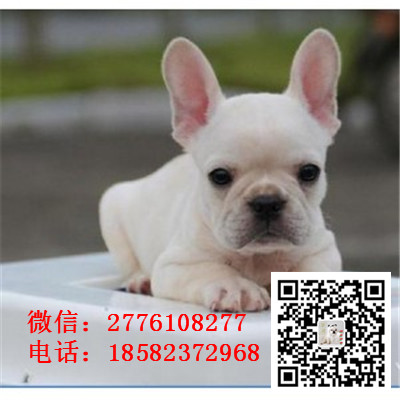 黔东南法国斗牛犬幼崽出售中、一宠一证证件齐全