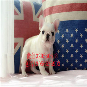 湖南长沙哪里能买到法斗一道筋法斗虎斑法斗疫