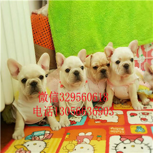 湖南湘潭哪里能买到法斗短体法斗虎斑法斗包纯