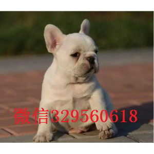 绥化出售纯种法斗犬赛级法斗幼犬出售黑白花法牛疫苗驱虫齐全