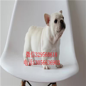 山东枣庄哪里有卖法牛的短体法斗黑白花法斗犬