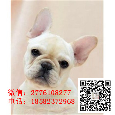 黔东南法国斗牛犬幼崽出售中、一宠一证证件齐全