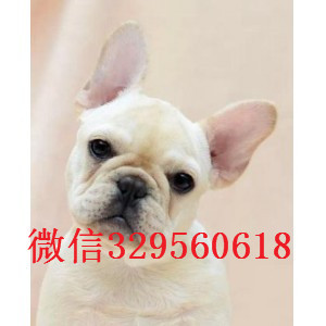 娄底出售长期出售纯种法斗纯种法斗幼犬出售憨憨的法斗犬