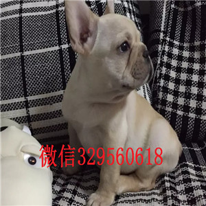 哈尔滨出售多种颜色法斗犬奶油色法国斗牛犬疫苗齐全 价格实惠憨憨的法斗犬