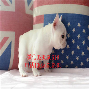 山西长治出售精品法国斗牛犬黑色法斗犬舍认证