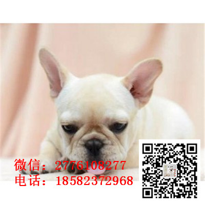 黔东南法国斗牛犬幼崽出售中、一宠一证证件齐全