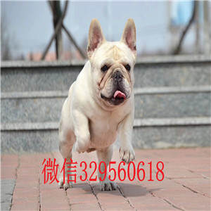 辽阳出售奶油色法国斗牛犬疫苗齐全 价格实惠