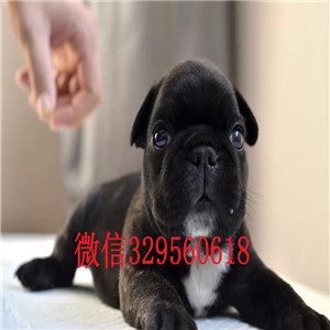 十堰出售纯种法斗犬精品法国斗牛犬出售黑色法