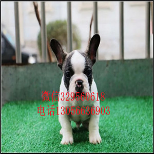 山东泰安哪里能买到法斗精品法国斗牛犬黑色法斗血统纯正