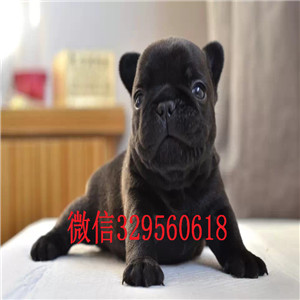 威海出售哪里能买到纯种法斗法斗犬舍 黑白色