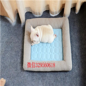 眉山宠物店斗牛犬黑色法国斗牛犬法国斗牛犬图片