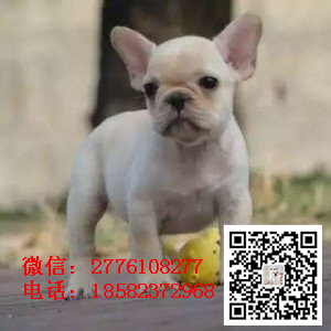 定西出售纯种法牛  法国斗牛犬图片 法斗犬舍 