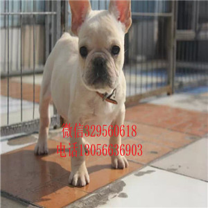 江西九江哪里能买到法斗精品法国斗牛犬黑色法