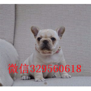 娄底出售长期出售纯种法斗纯种法斗幼犬出售憨憨的法斗犬