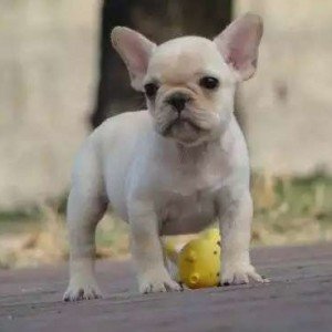 定西出售纯种法牛  法国斗牛犬图片 法斗犬舍 法斗价格