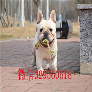 绥化出售纯种法斗犬赛级法斗幼犬出售黑白花法牛疫苗驱虫齐全