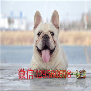 白山卖纯种法牛法斗多少钱一只纯种法牛疫苗驱