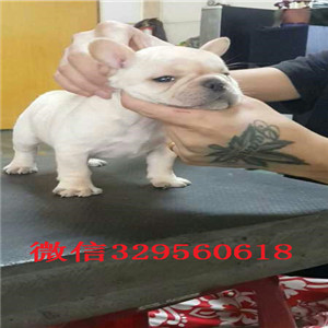 厦门哪里有卖的哪里能买到纯种法斗虎斑法斗出售憨憨的法斗犬