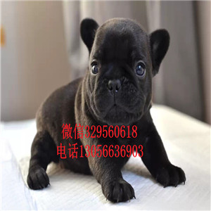 山东莱芜出售大头法斗虎斑法斗犬舍认证