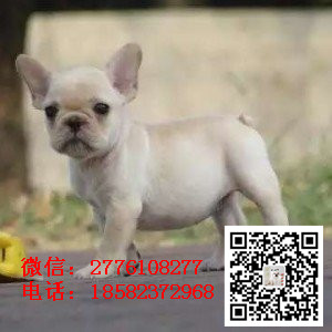 定西出售纯种法牛  法国斗牛犬图片 法斗犬舍 法斗价格