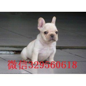 黄山出售多种颜色法斗犬长期出售纯种法斗疫苗齐全 价格实惠法斗图片