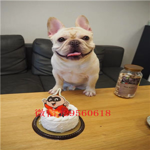 长治出售纯种法斗精品法斗法国斗牛犬犬舍