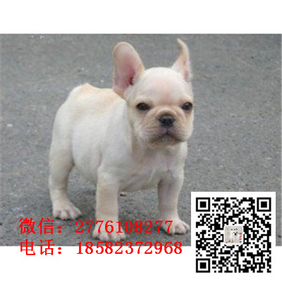 玉溪哪里有卖纯种法斗的 法国斗牛犬多少钱一