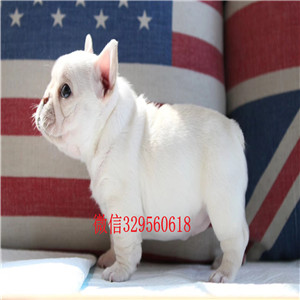 汕尾出售斗牛犬虎斑色法斗法国斗牛犬犬舍